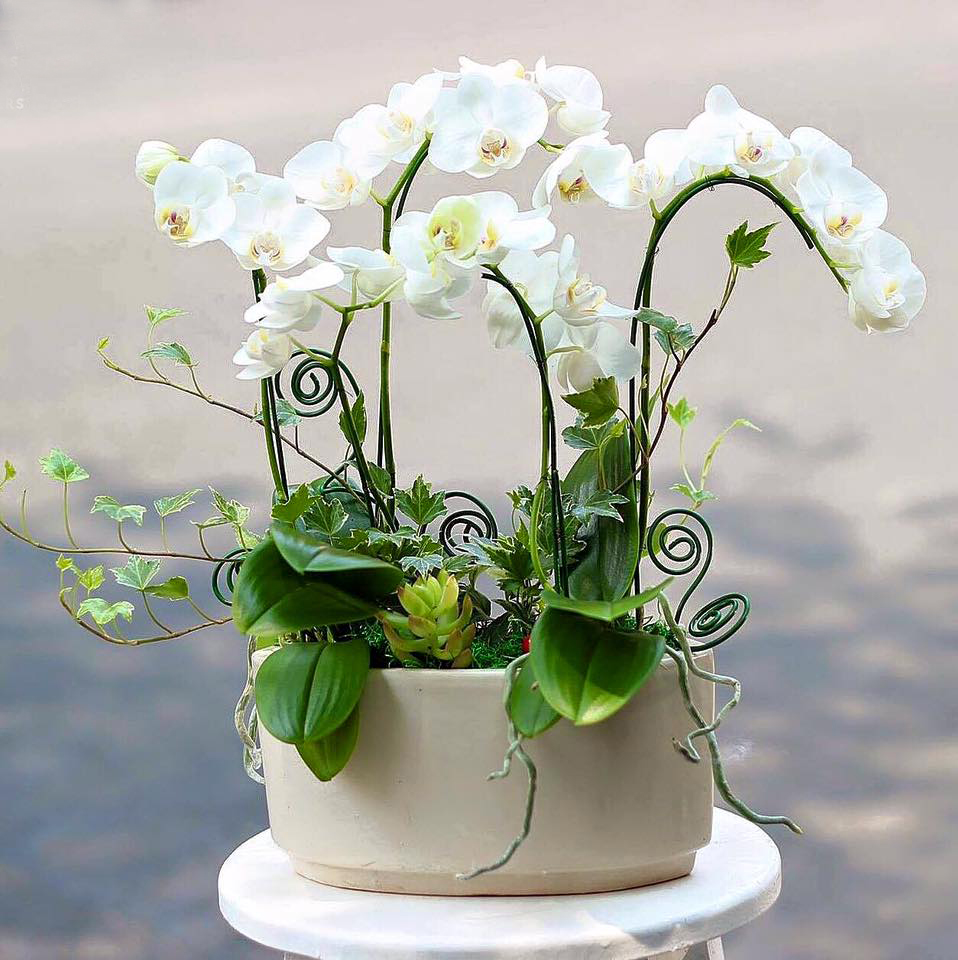 Lan – phẩm chất cao thượng, mơ thấy hoa lan là điềm sinh con trai